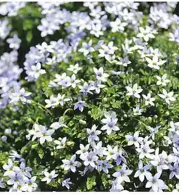 Dehner Dehner Bio Blauer Bubikopf Angebot