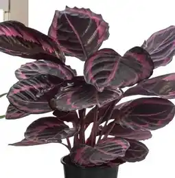 Dehner Dehner Korbmarante Surprise Star Angebot