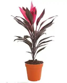 Dehner Dehner Keulenlilie Angebot