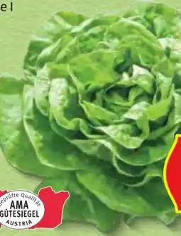 Hofer Hofer Marktplatz Kopfsalat Angebot