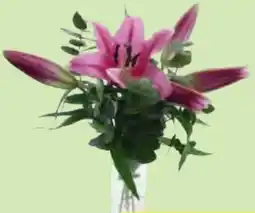 Hofer Orientalische Lilien Angebot