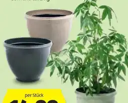 Hofer Belavi Pflanzgefässe Angebot