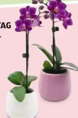 Hofer Orchideen Angebot
