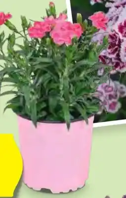 Hofer Nelken Angebot