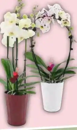 Hofer Orchidee-Sondersorte Angebot