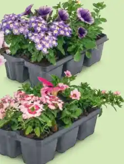 Hofer Balkon-Blütenfeuerwerk Angebot