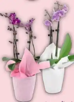 Hofer Midi-Orchidee Angebot