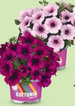 Hofer Beet-Blütenfeuerwerk Angebot