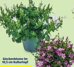 Hofer Glockenblume Angebot
