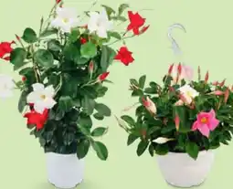 Hofer Dipladenia Bicolor Angebot