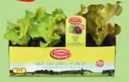Hofer Zurück zum Ursprung Bio-Salatpflanzen Angebot