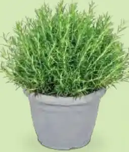 Hofer Rosmarin XXL Angebot