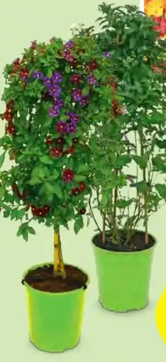 Hofer Stämmchen Mix Angebot