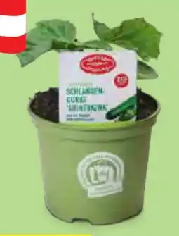 Hofer Zurück zum Ursprung Bio-Fruchtgemüsepflanze Angebot