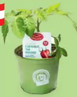 Hofer Zurück zum Ursprung Bio-Tomatenrarität Angebot