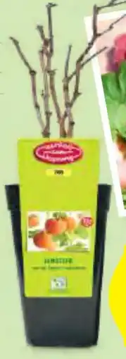 Hofer Zurück zum Ursprung Bio-Beerenstrauch Angebot