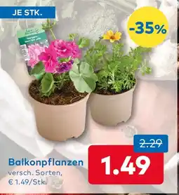 T&G Balkonpflanzen Angebot
