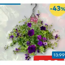 T&G Hängeampel T&G Angebot
