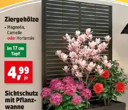 Thomas Philipps Ziergehölze Angebot