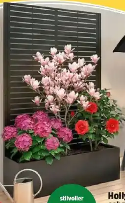 Thomas Philipps Sichtschutz mit Pflanz- wanne Angebot