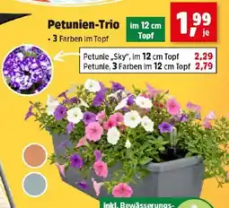 Thomas Philipps Petunien-Trio Angebot