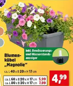 Thomas Philipps Blumen- und kübel magnolie Angebot
