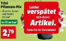 Thomas Philipps Trixi Pflanzen-Mix Angebot