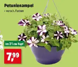 Thomas Philipps Petunienampel Angebot