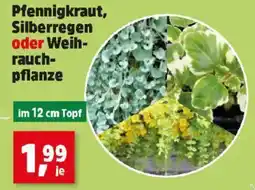 Thomas Philipps Pfennigkraut, silberregen oder weih- rauch- pflanze Angebot