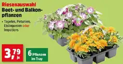 Thomas Philipps Riesenauswahl Beet- und Balkon- pflanzen Angebot