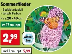 Thomas Philipps Sommerflieder Angebot