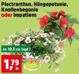 Thomas Philipps Plectranthus, hängepetunie, knollenbegonie oder impatiens Angebot