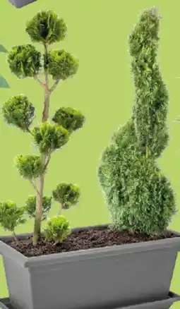 Thomas Philipps Italienische Form-Zypresse Angebot