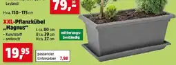 Thomas Philipps XXL-Pflanzkübel Magnus Angebot