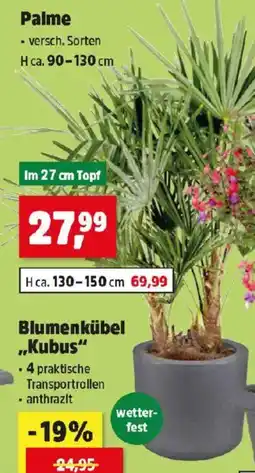 Thomas Philipps Palme Angebot