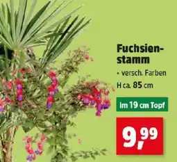 Thomas Philipps Fuchsien- stamm Angebot