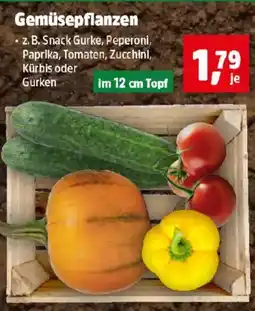 Thomas Philipps Gemüsepflanzen Angebot