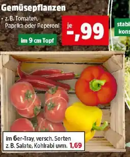 Thomas Philipps Gemüsepflanze Angebot