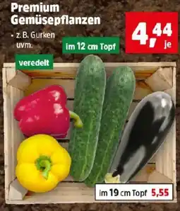 Thomas Philipps Premium Gemüsepflanzen Angebot