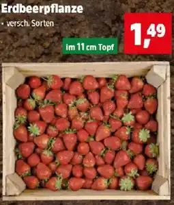 Thomas Philipps Erdbeerpflanze Angebot