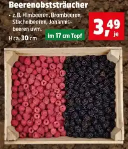 Thomas Philipps Beerenobststräucher Angebot