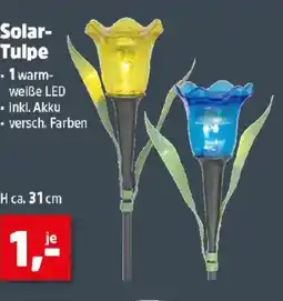 Thomas Philipps Solar- Tulpe Angebot