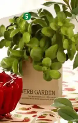 Thomas Philipps Kräuter Angebot