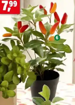 Thomas Philipps Chili- pflanze Angebot