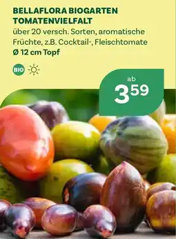 Bellaflora Bellaflora biogarten tomatenvielfalt Angebot