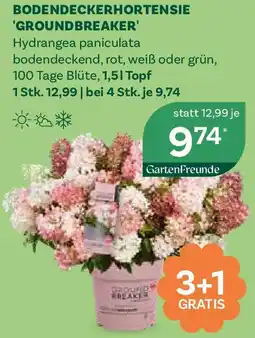 Bellaflora Rispenhortensie Groundbreaker Angebot