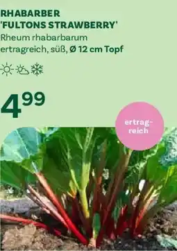 Bellaflora Rhabarber Fulton´s Strawberry Angebot
