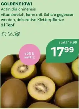 Bellaflora Goldene kiwi Angebot