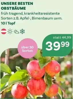 Bellaflora Unsere besten obstbäume Angebot