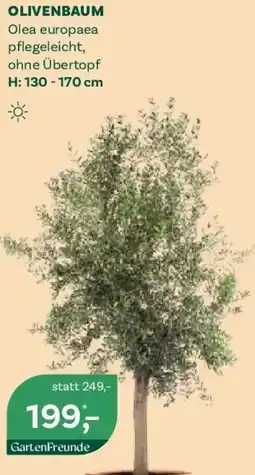 Bellaflora Olivenbaum Angebot